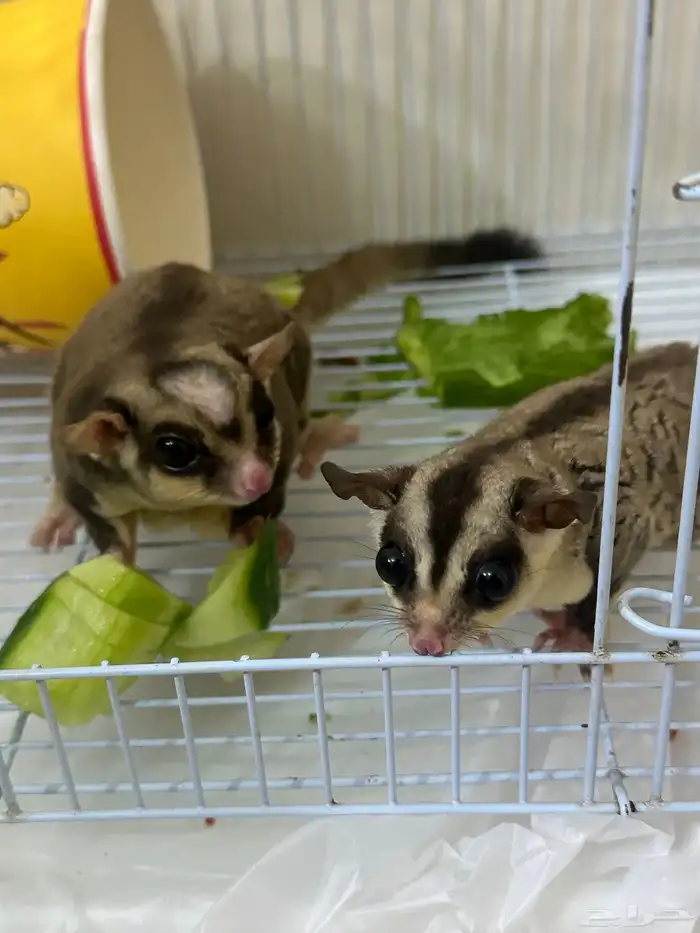 زوج شوقر قلايدر منتج مرتين 0