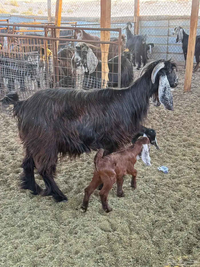 رغثه متاومه 0