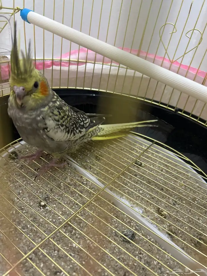 كروان للبيع مع مستلزماته (امس مشتريه) 1