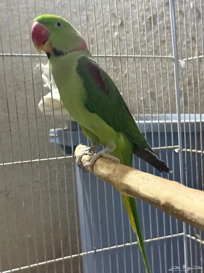 جوز نيبالي سوبر جامبو ( أليف ومتكلم ) 10