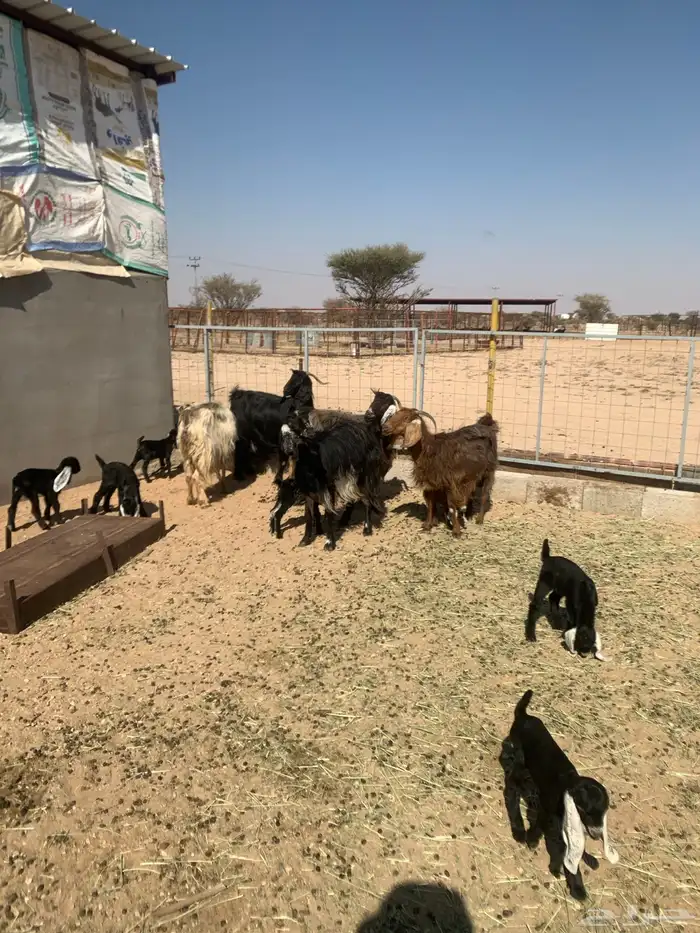 معزا خلفات 3