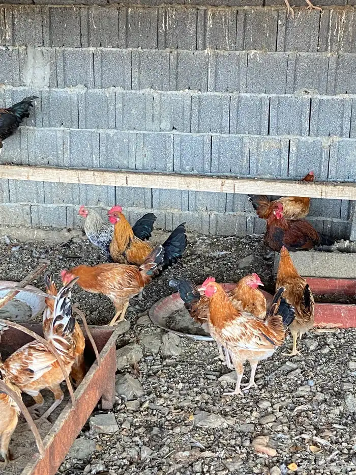 السلام عليكم نعرض لكم دياكه ذكور فيها تركي عربي بلدي للبيع 4