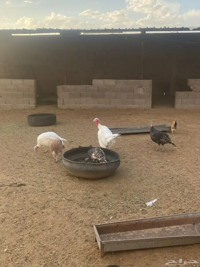 للبيع دجاج رومي 0