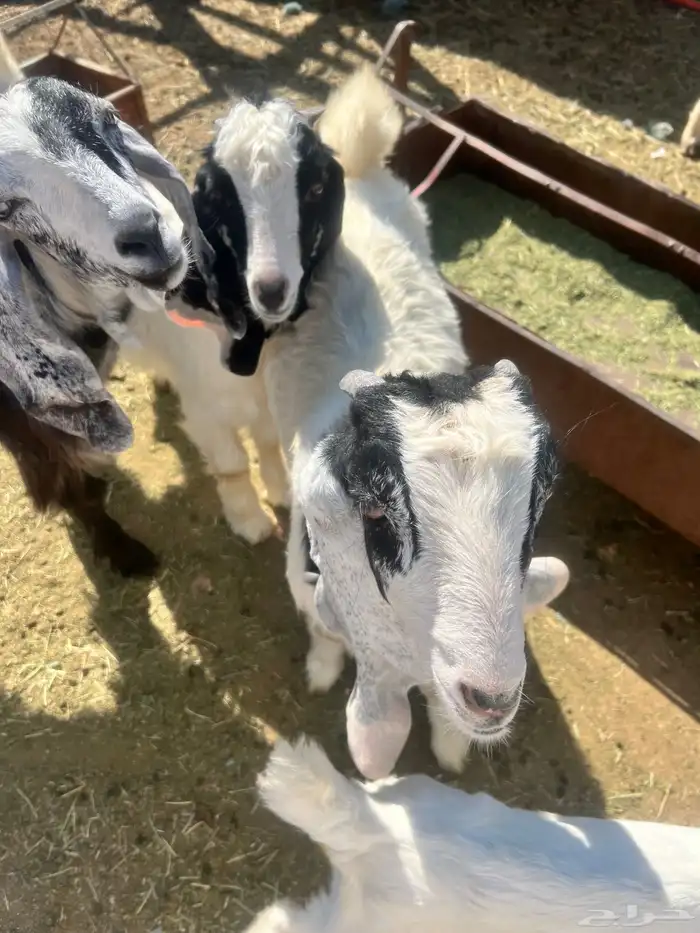 تيوس عوارض 1