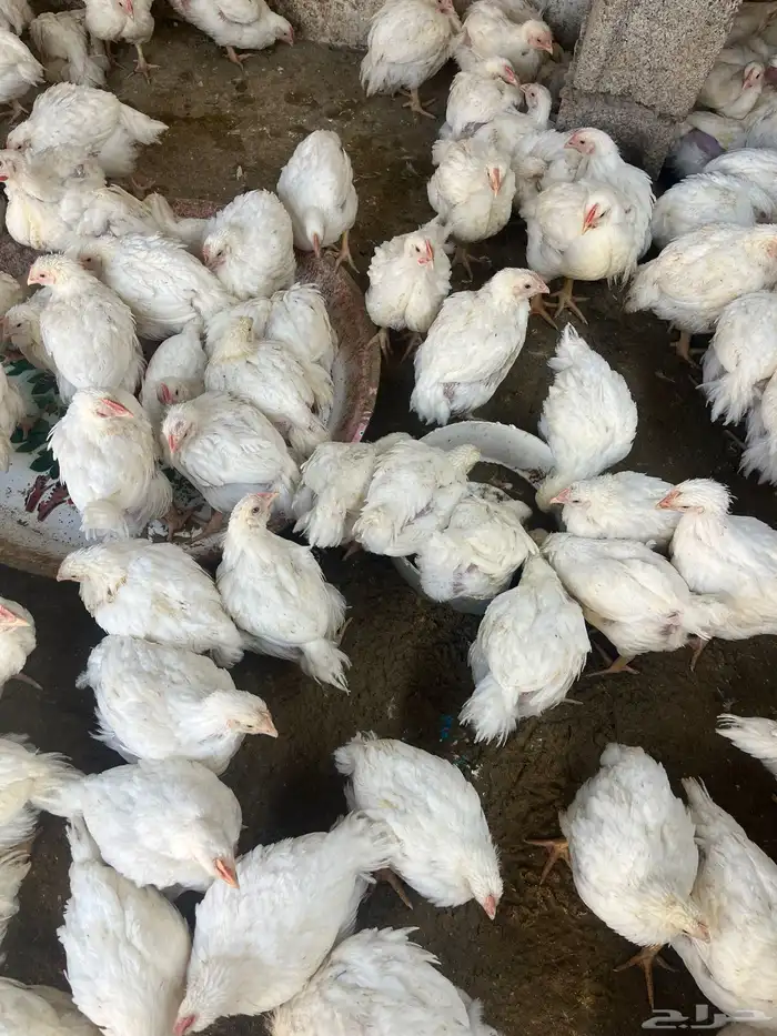 دجاج لحم 900 جرام 1000 جرام 1