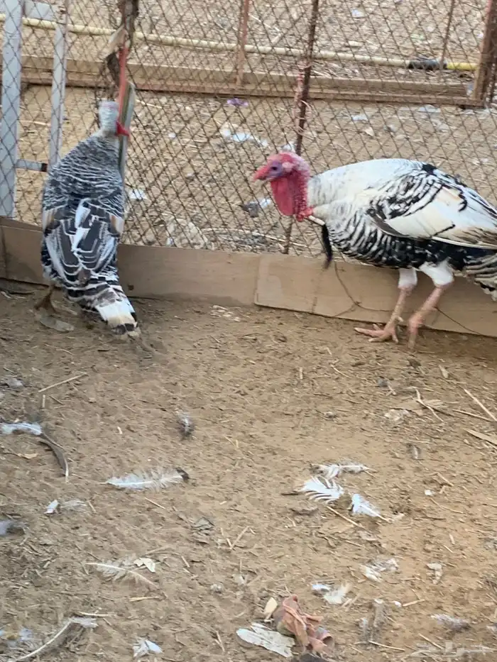 زوج ديك رومي 2