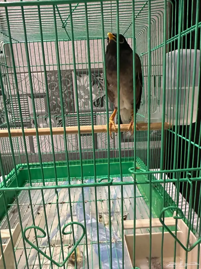 طير ميناء كبتن كلام 4