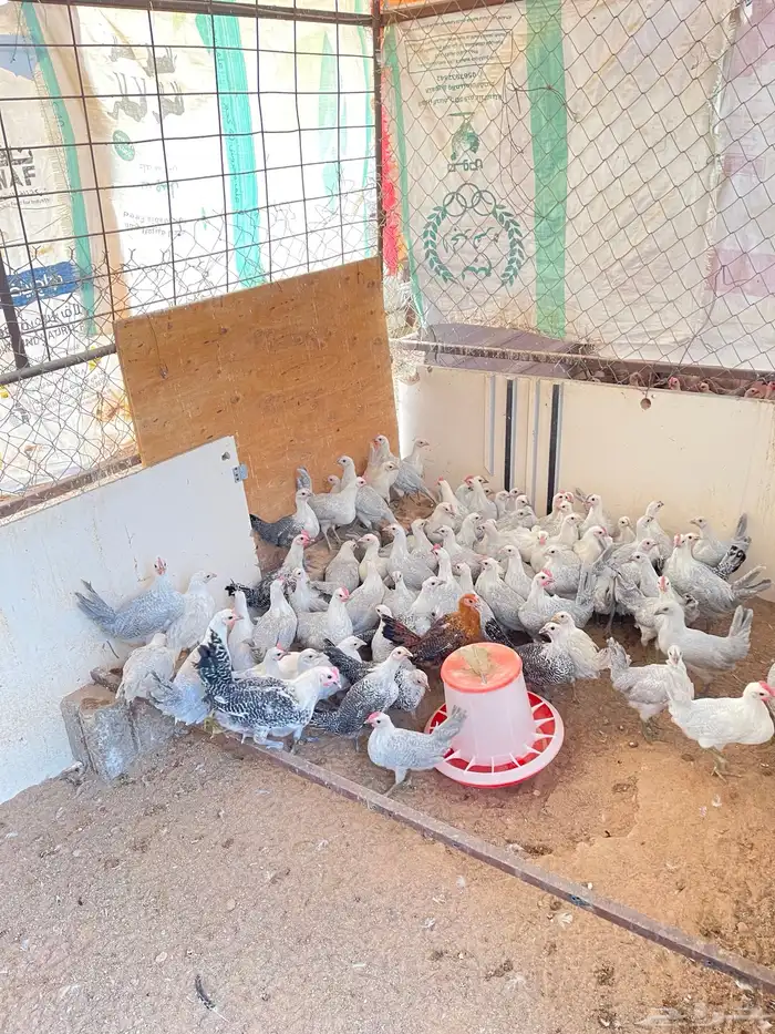 دجاج فيومي المنيوم 1