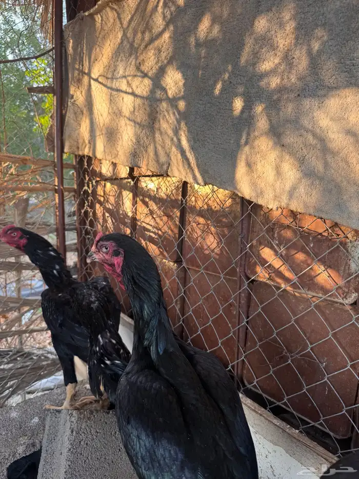 دجاج باكستاني 3