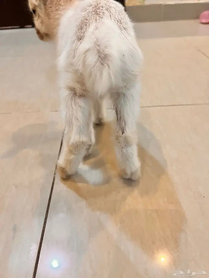 قزمي للبيع 0