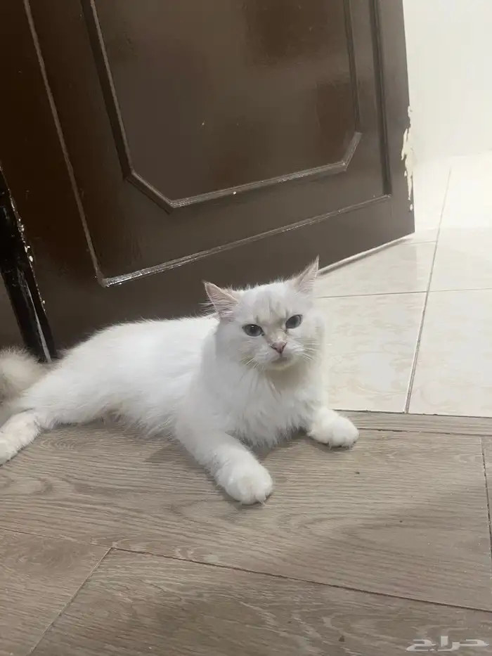 عندي قطه اللتبني 2