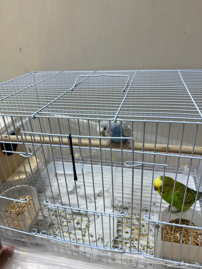 طيور بادجي ( طيور الحب) 0