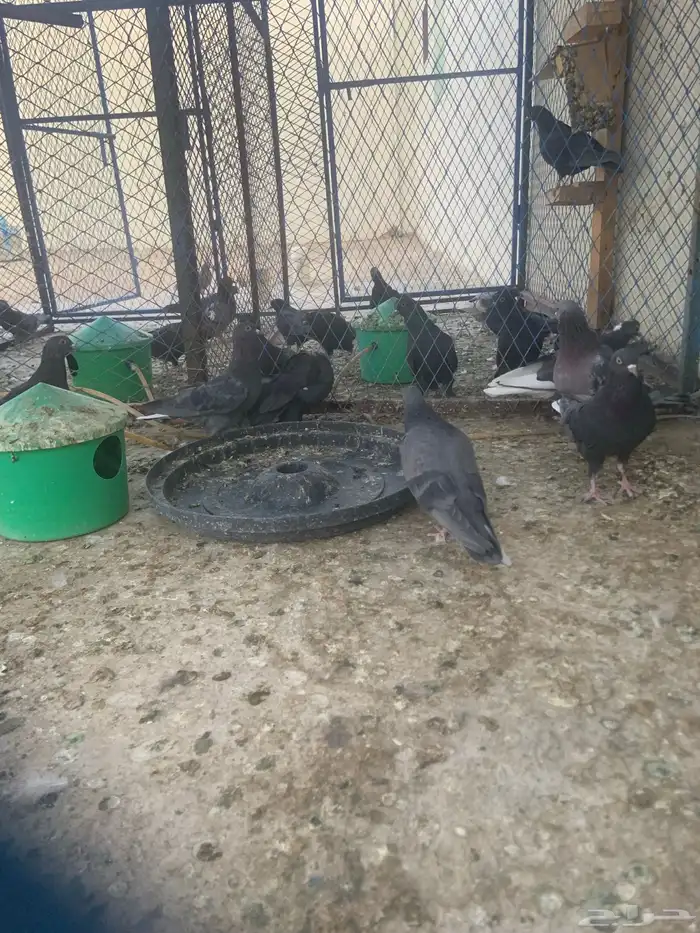 حمام قطيفي 0