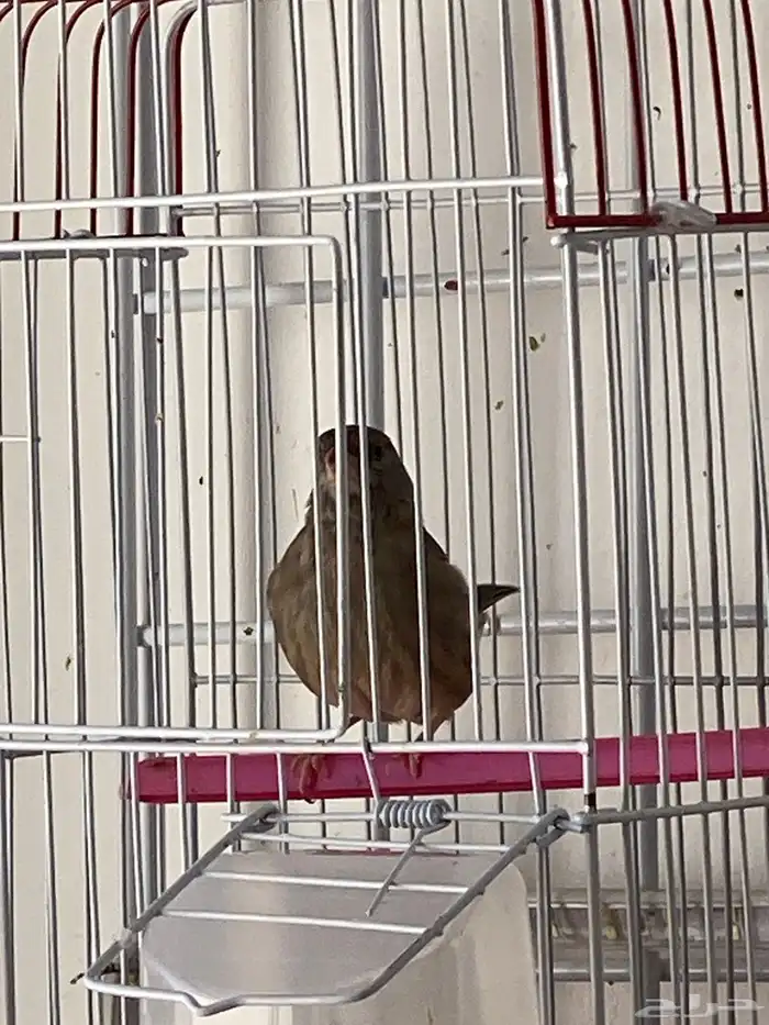 حسون طايفي ياسمين طايفي تم البيع 3