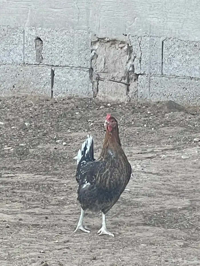 المورورقع القيصومه الحوشه 1