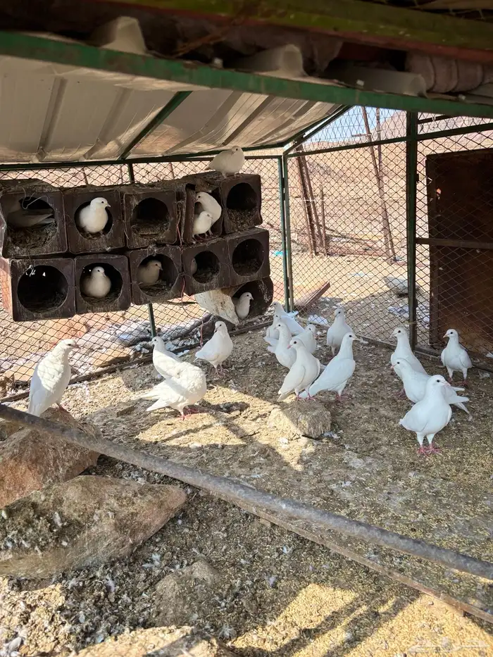 حمام فرنسي سوبر جامبو 4