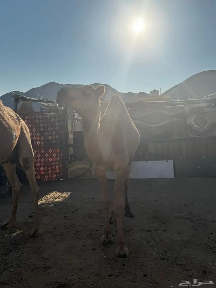 ناقة للبيع 4