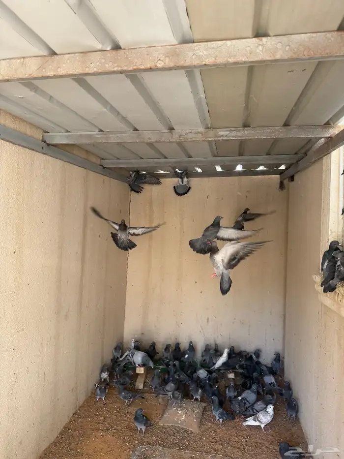 حمام سوادي للصقور 0