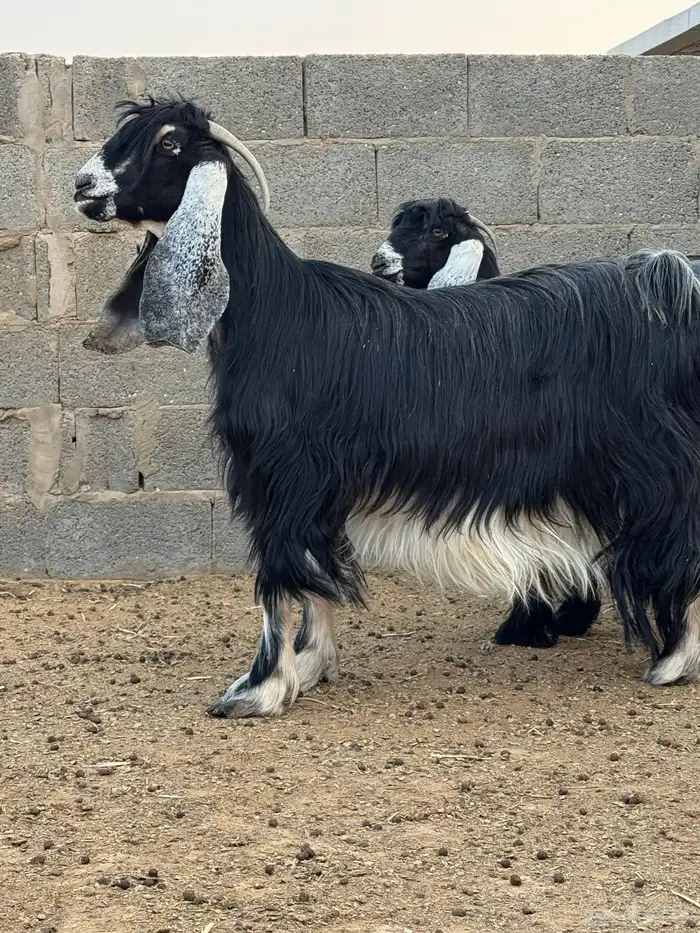 معزا صنف دفيع الدوادمي 3