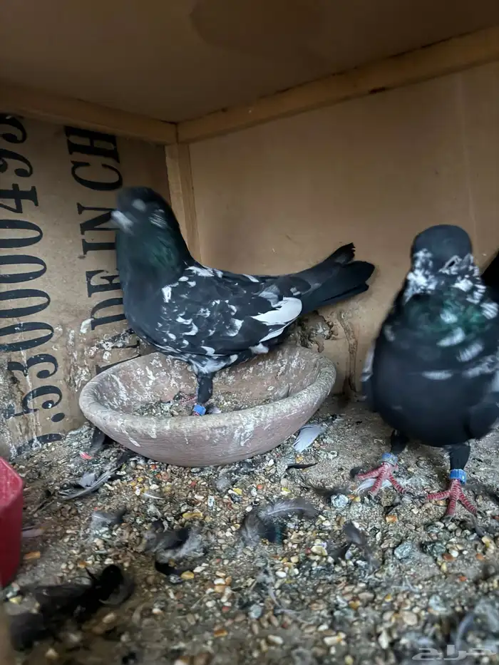 حمام باكستاني رام 3