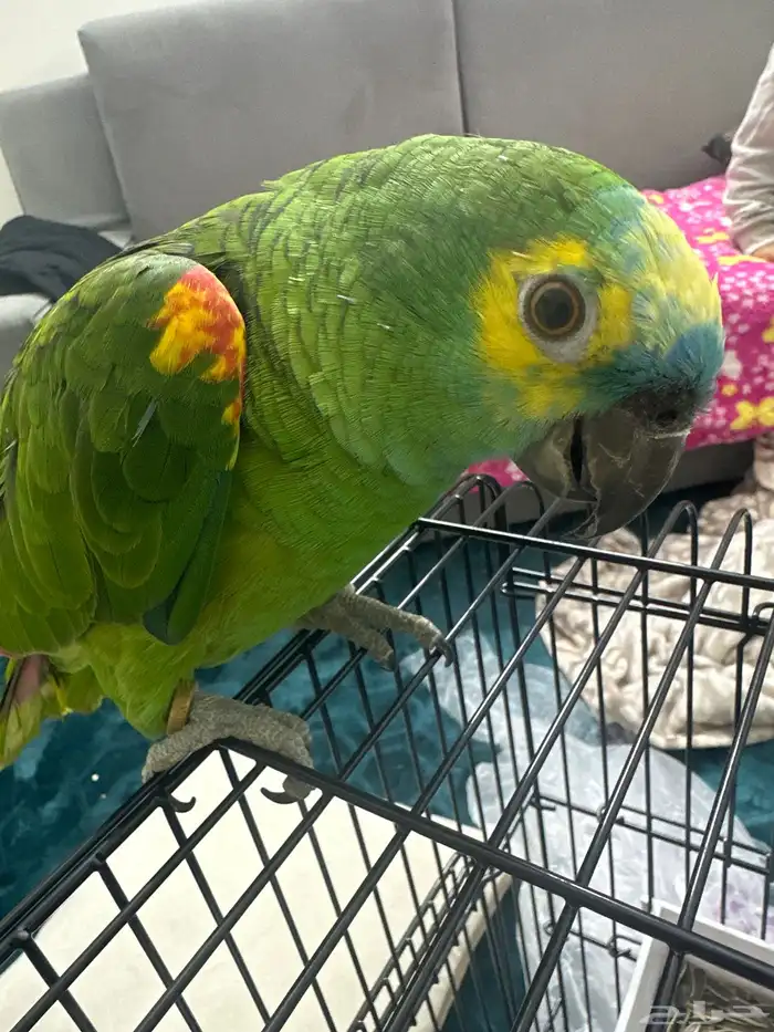 ببغاء امزوني 0