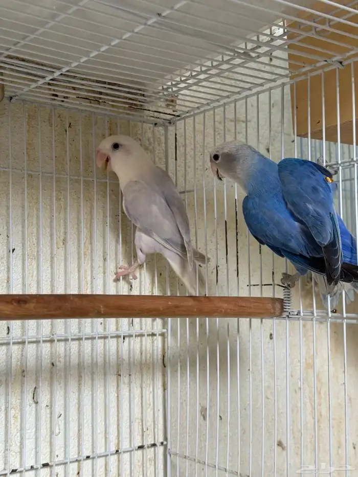 للبيع ازواج روز منتجه 15 زوج 9