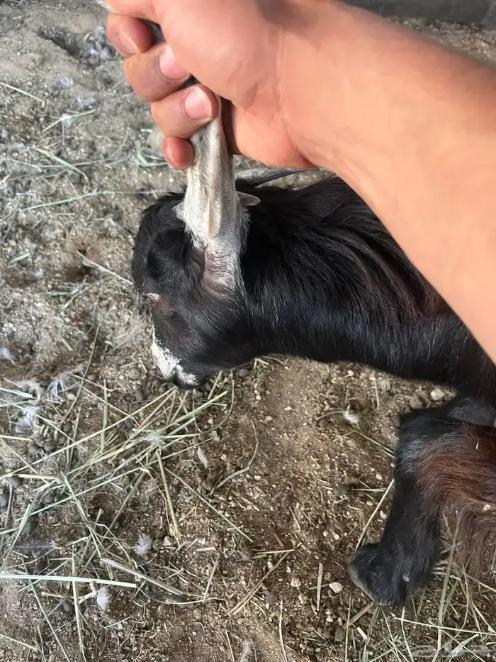 جفره وتيس فل شحم الموقع القوباء 2