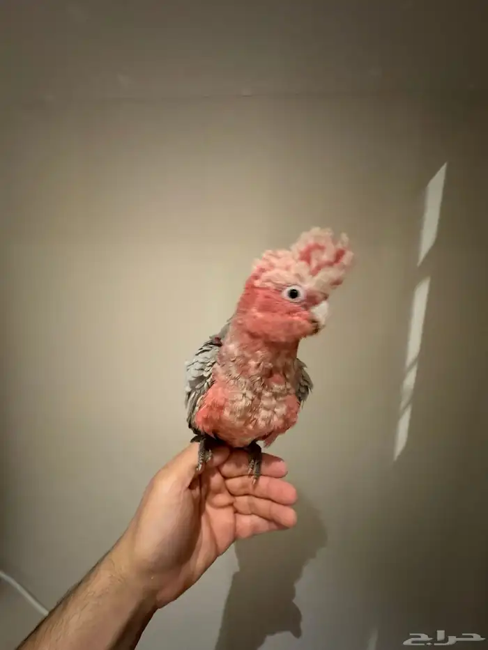 ببغاء كوكاتو جالا 3