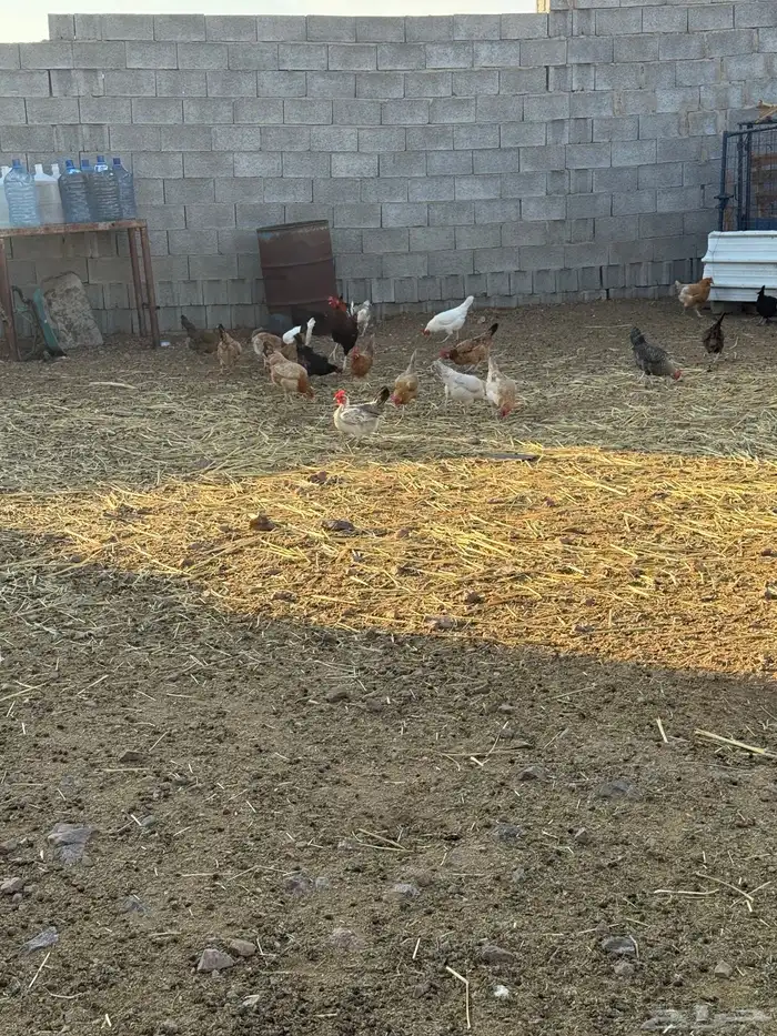 دجاج بلدي بياض نظيف للبيع 1