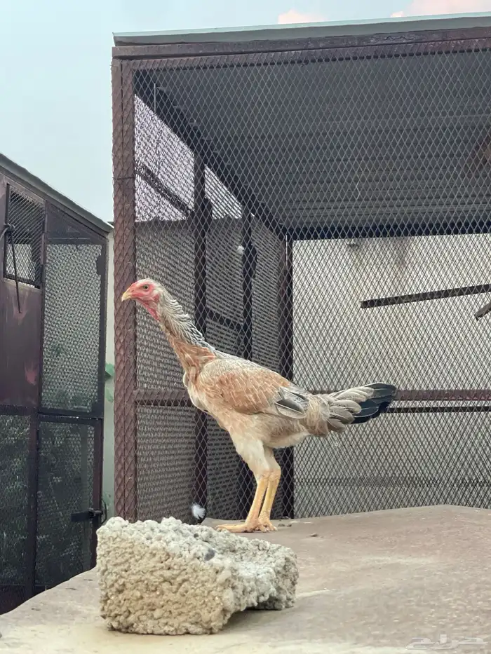 دجاجة باكستاني 0