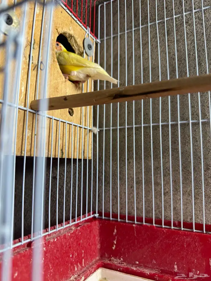 جوز قولدن فينش منتج 0