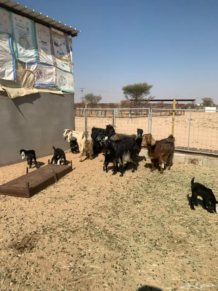 معزا خلفات 2