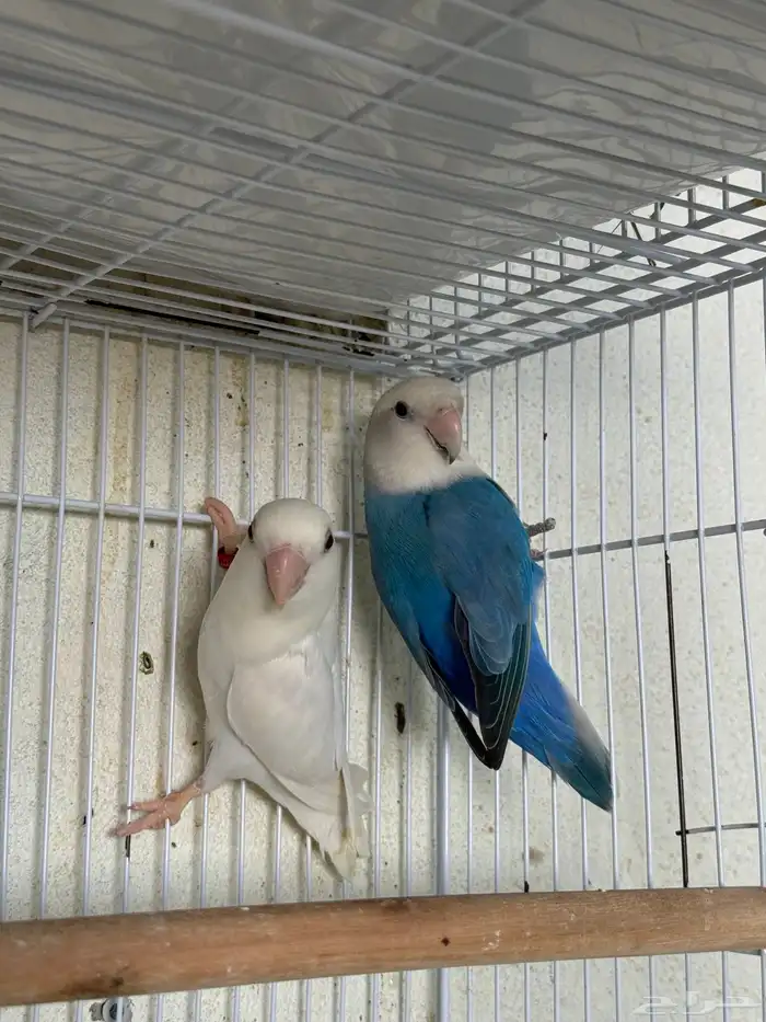 للبيع ازواج روز منتجه 15 زوج 3