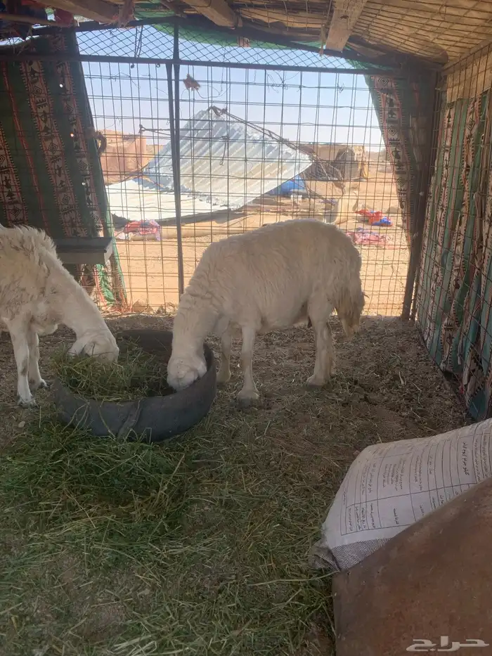 البيع غنام حريتا 4