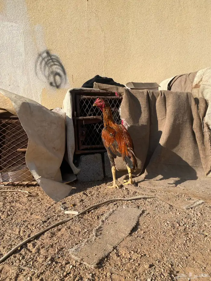 ديك باكستاني كفو 2