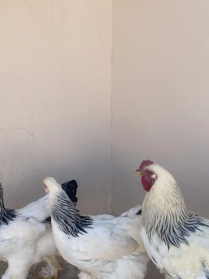 دجاج براهما دم صافي كولمبي 3