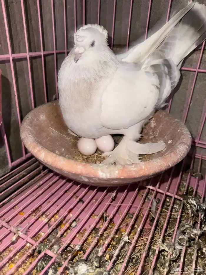 حمام تركي ثلجي منتج 0