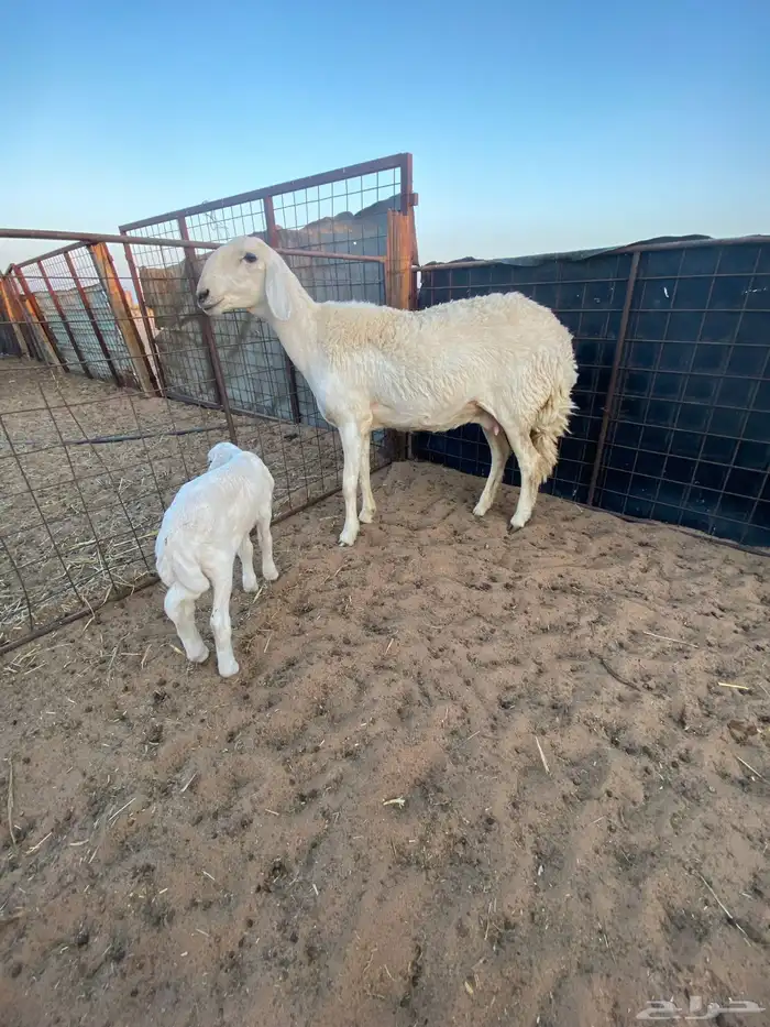 جذعه حريه خلفه صنف الصنف .. 4