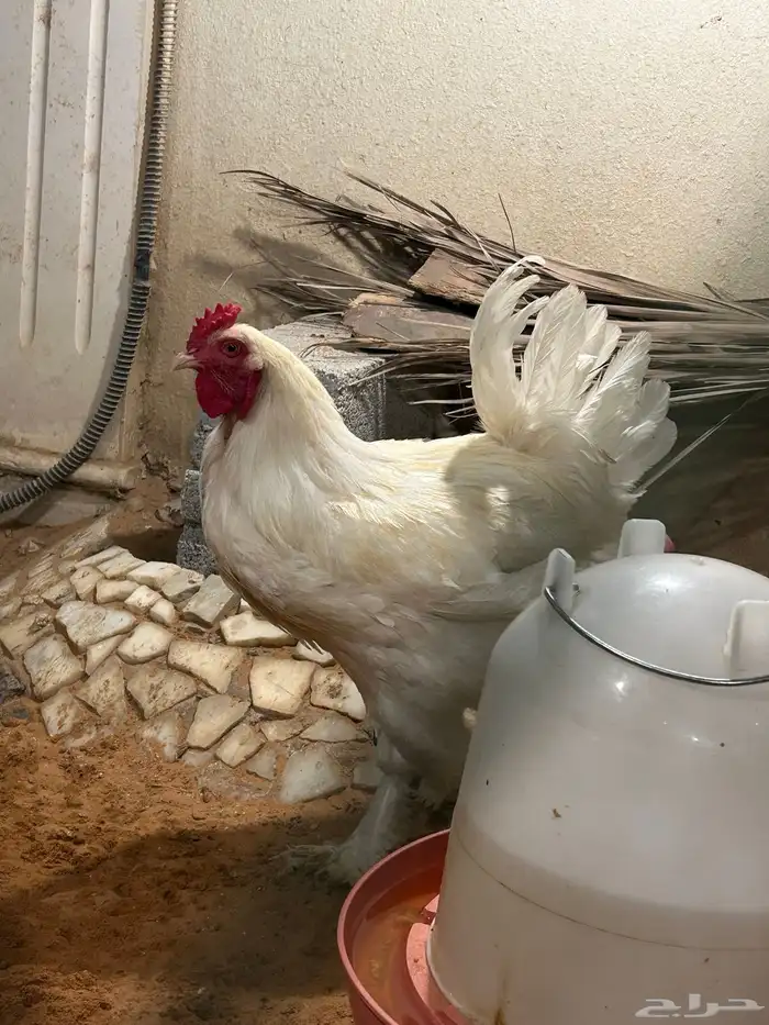 براهما ابيض صك 3