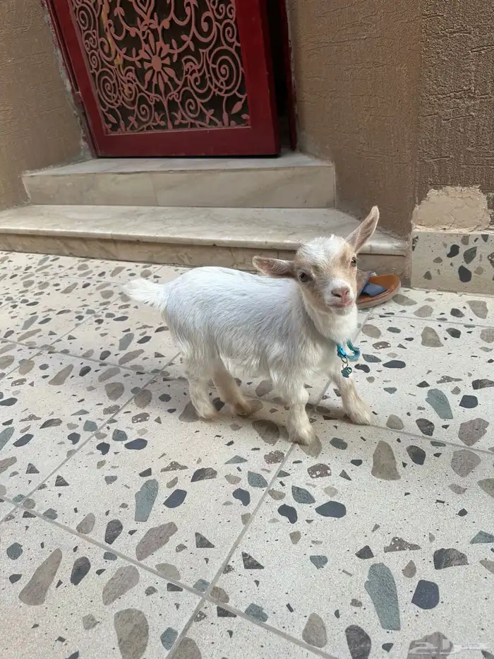 تيس ماعز العمر شهرين صحته ممتازه جدا 1