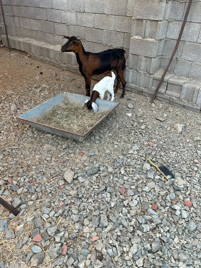 1 ماعز معها تيس روم وديس طيب 4