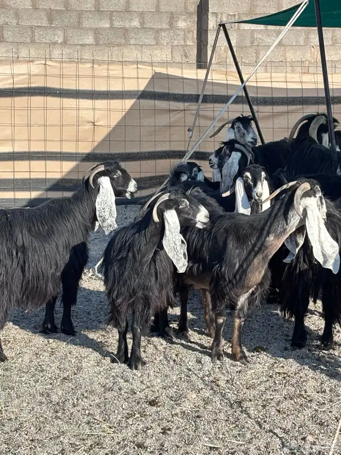 عوارض دفيع بالدوادمي 5