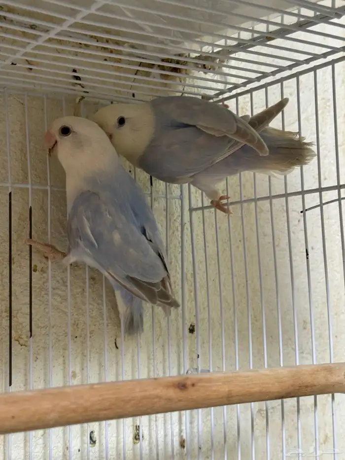 للبيع ازواج روز منتجه 15 زوج 11