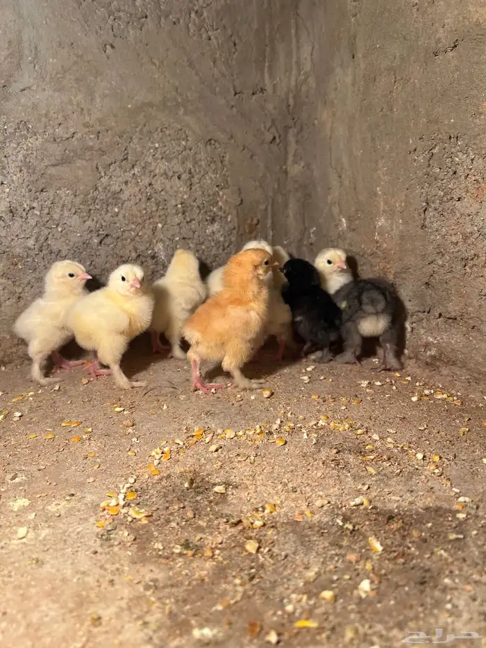 للبيع صوص براهما اصل 0