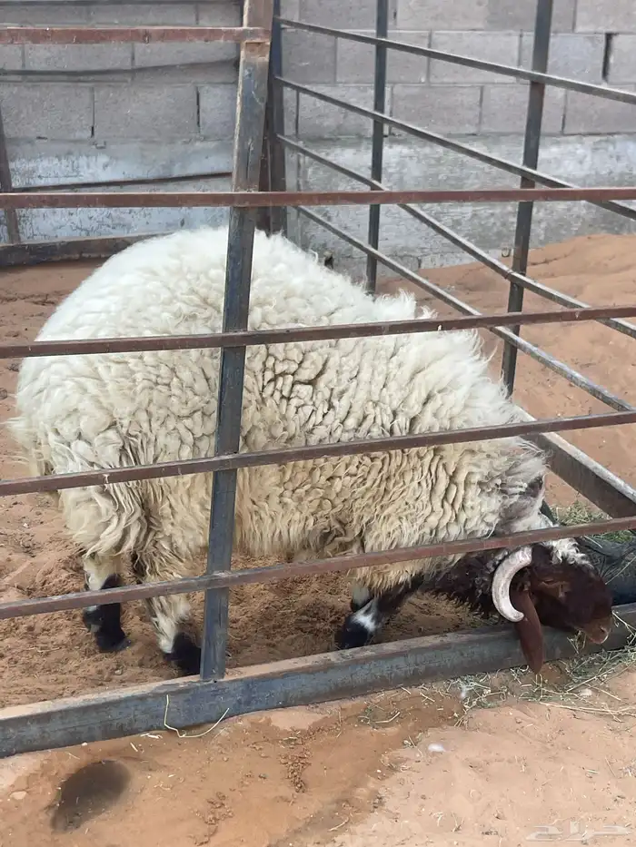 خروف للبيع 0