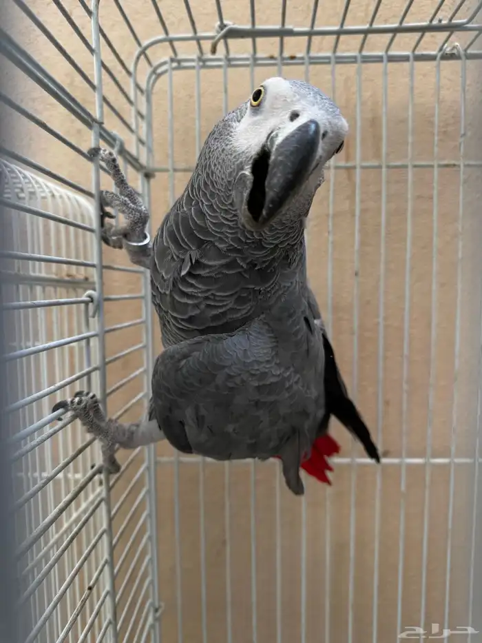 ذكر كاسكو منتج 1