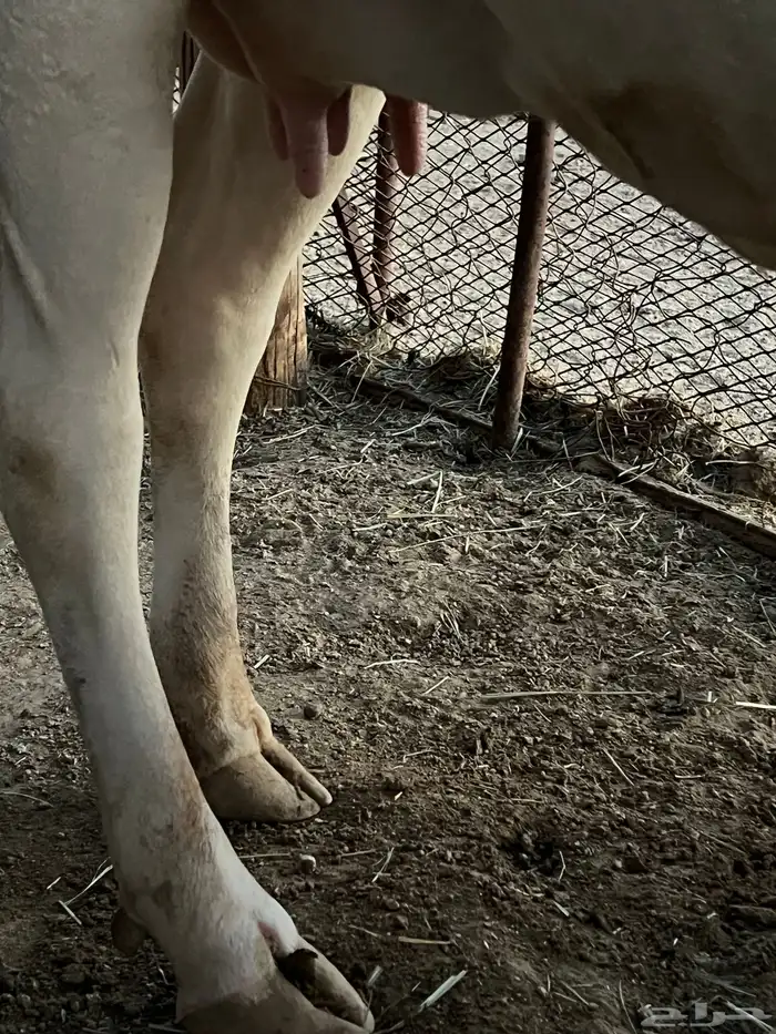 بقرة للبيع 2