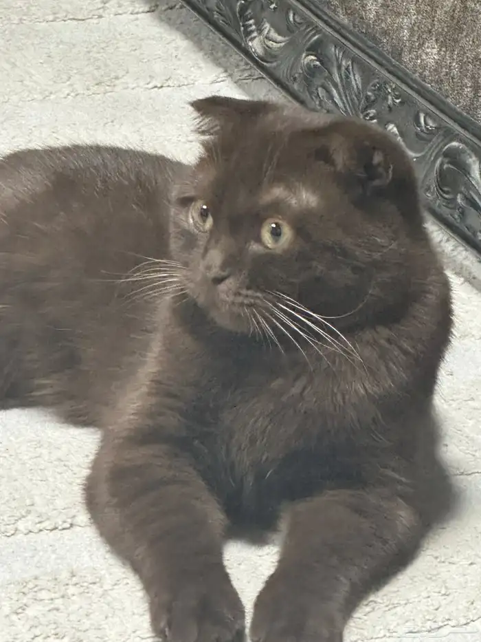 قط سكوتش للتبني 1