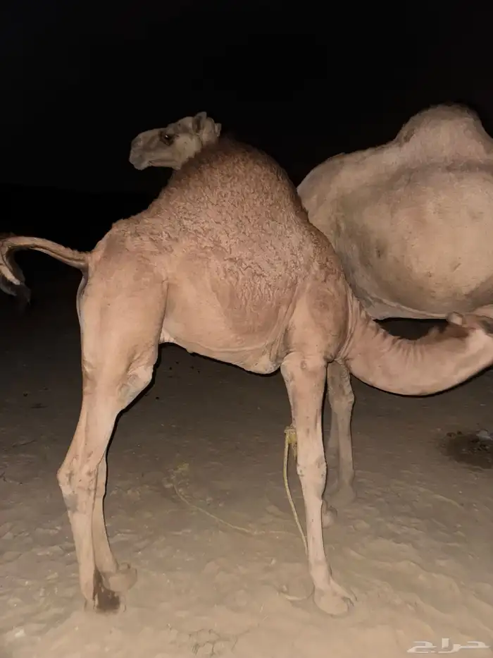 قعود لباني العمر 10 شهور 1