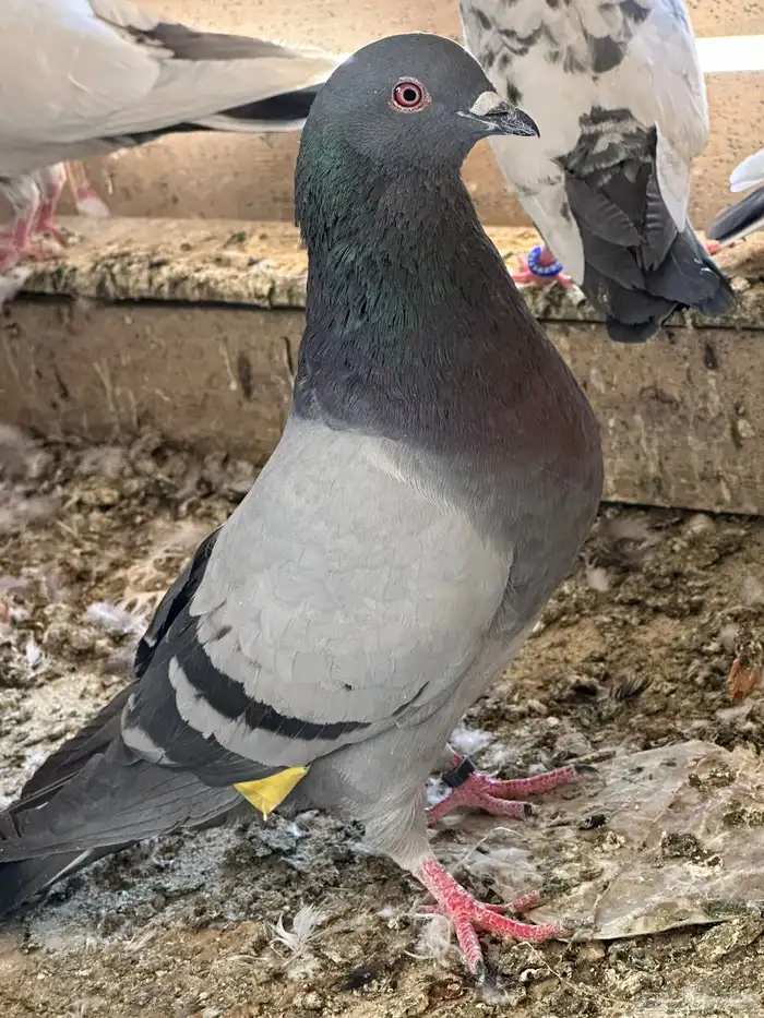 Grey male 50 riyal 1